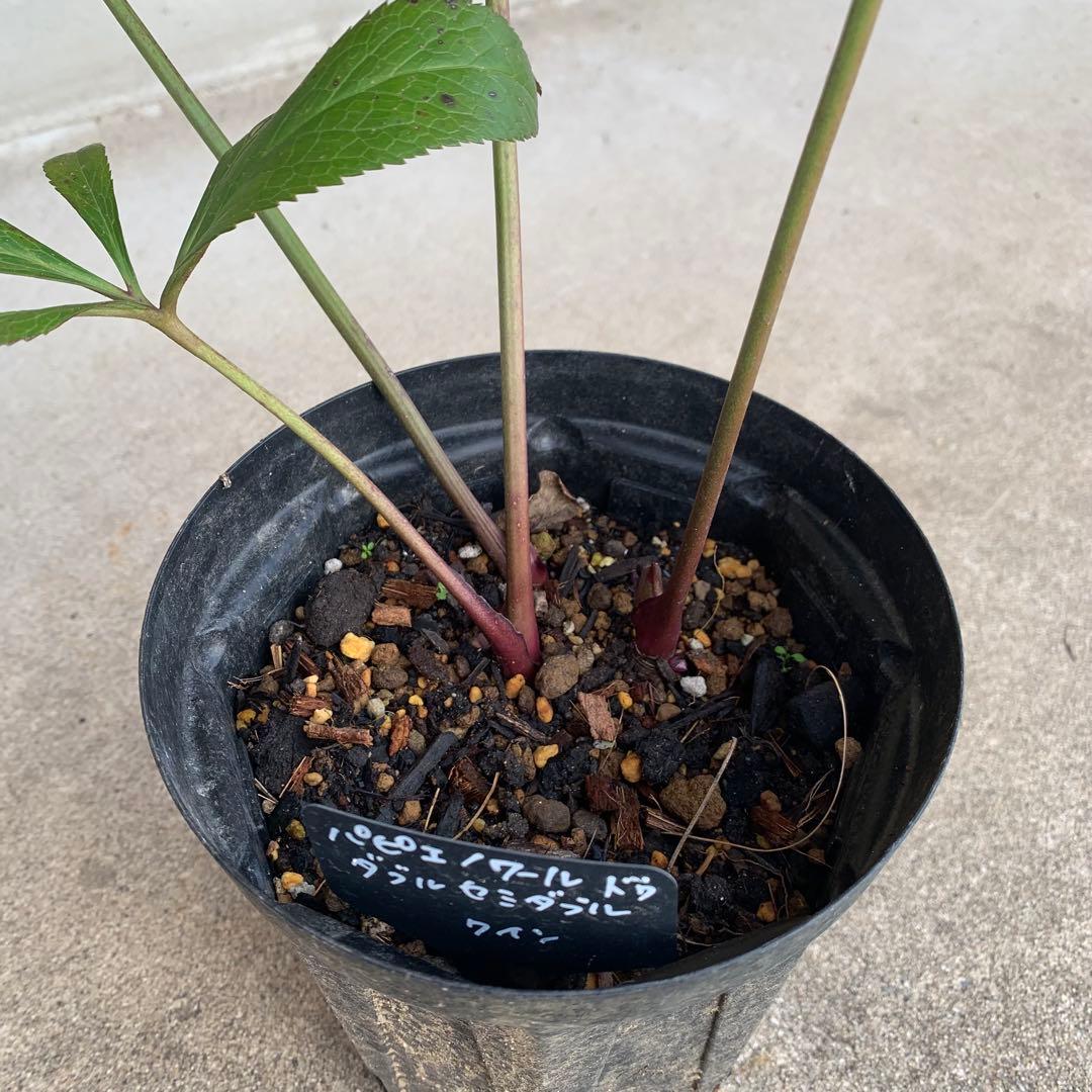 m*み様 クリスマスローズ　株分け苗　パピエ　ノワールドゥ　花郷園