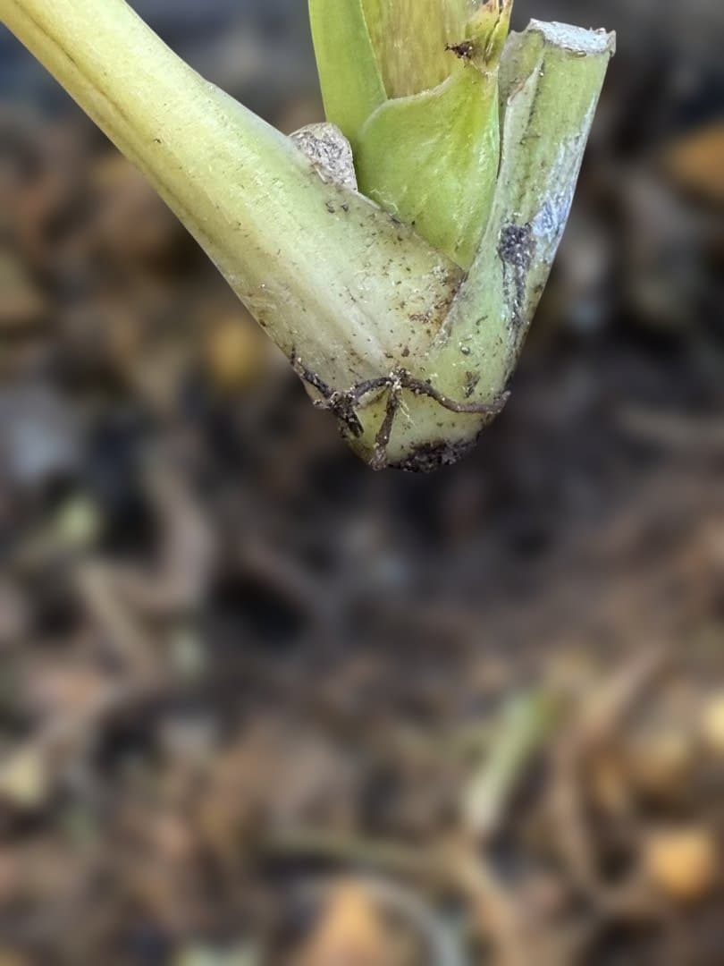 ★鮮やかピコティ　ホワイト小輪★クリスマスローズ開花株