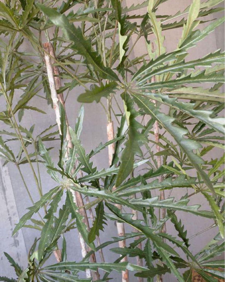 光触媒　人工観葉植物　ウォールグリーン　フェイクグリーン　アラレアgtj