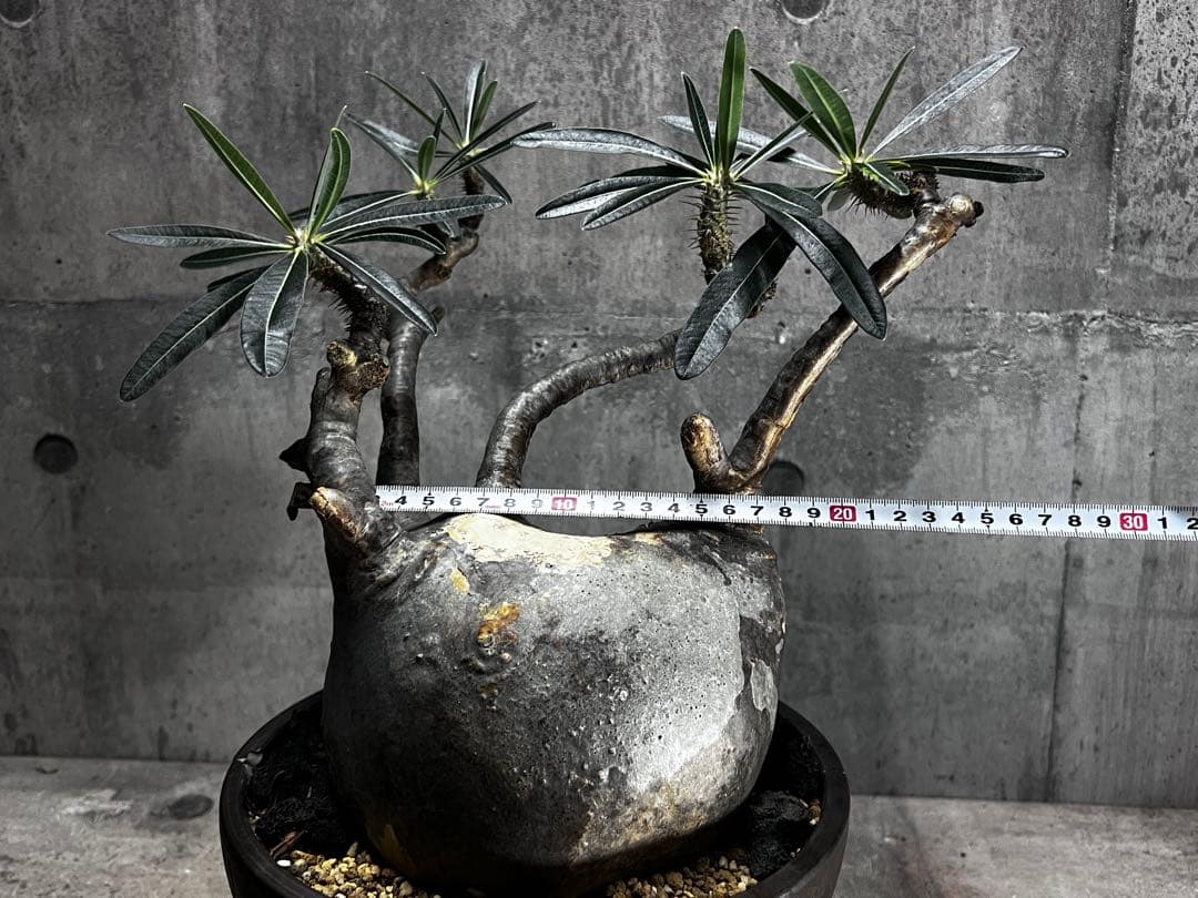 パキポディウム　グラキリス