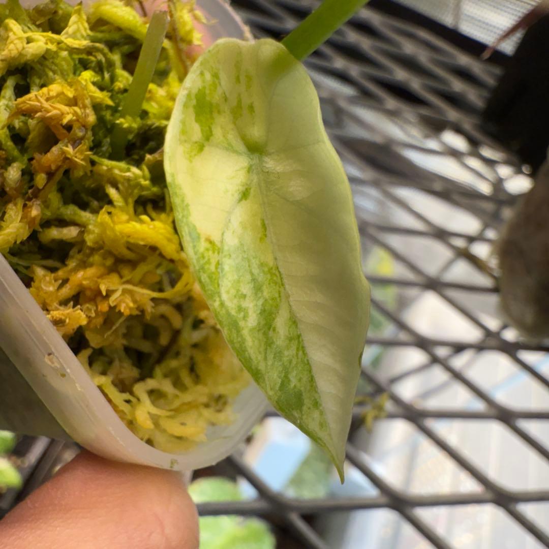 w*）様 美株 アロカシア シヌアータ アルボ