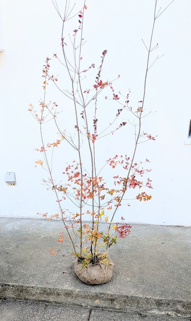 晩秋の紅。山採りドウダンツツジ。