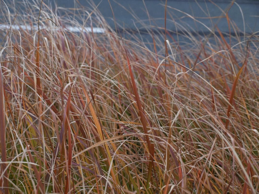 スマホ転送OK！OLYMPUS E-510 一眼レフ レンズキット