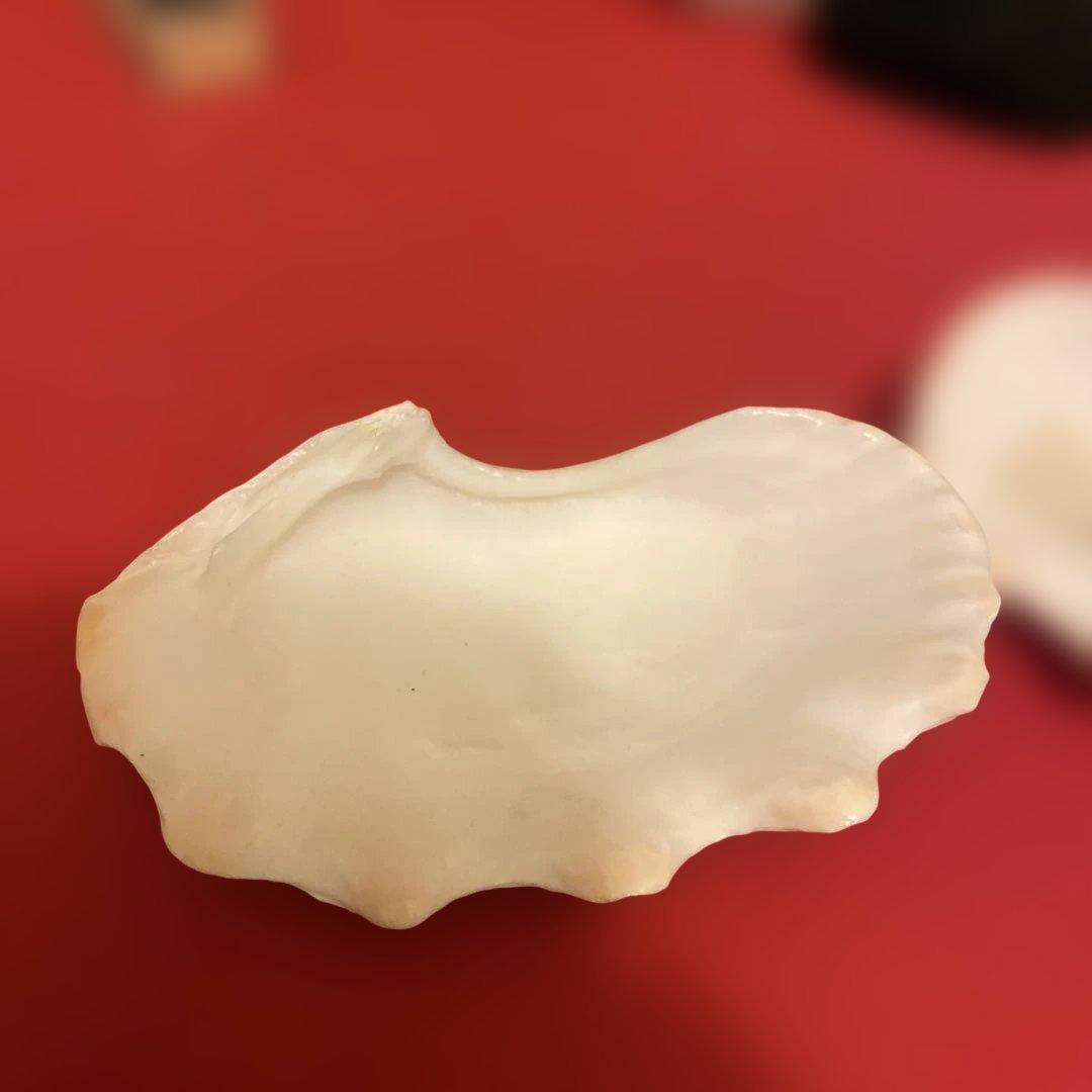 ヒメジャコ貝