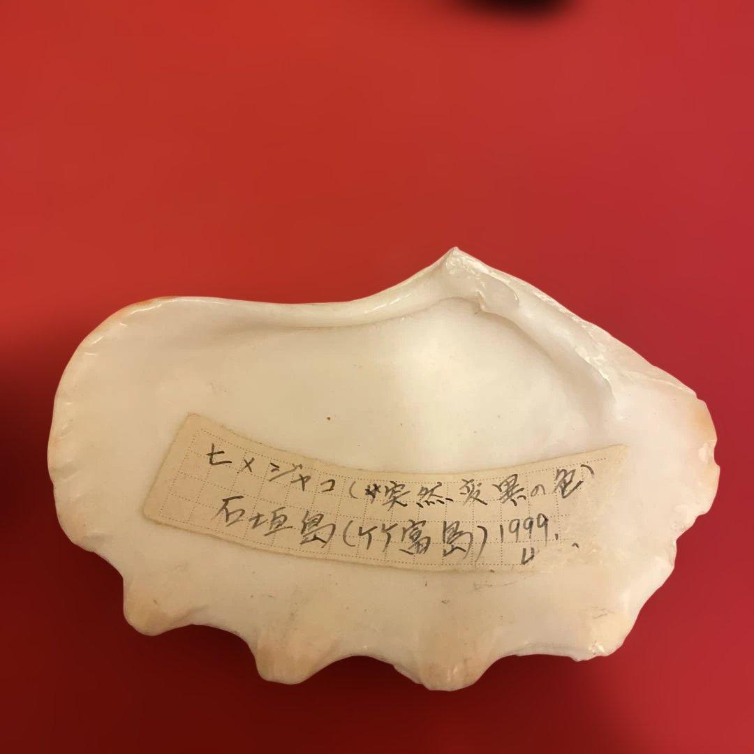 ヒメジャコ貝