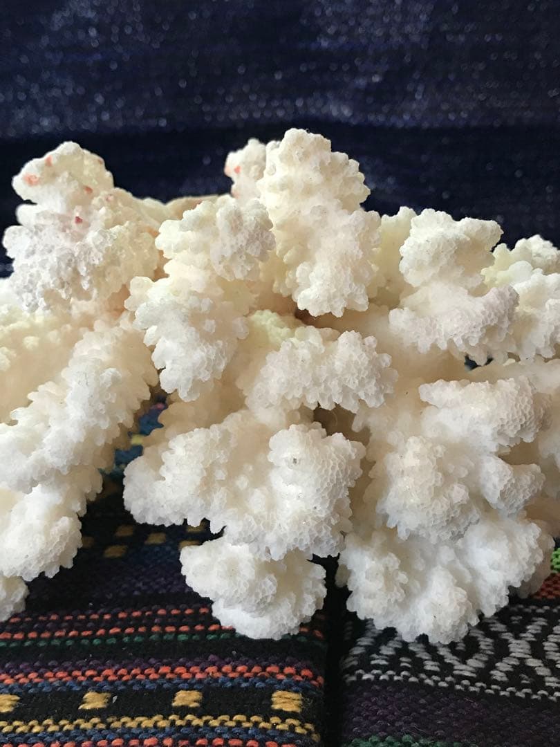 ◉台湾産【白珊瑚/ホワイトコーラル】原木[411