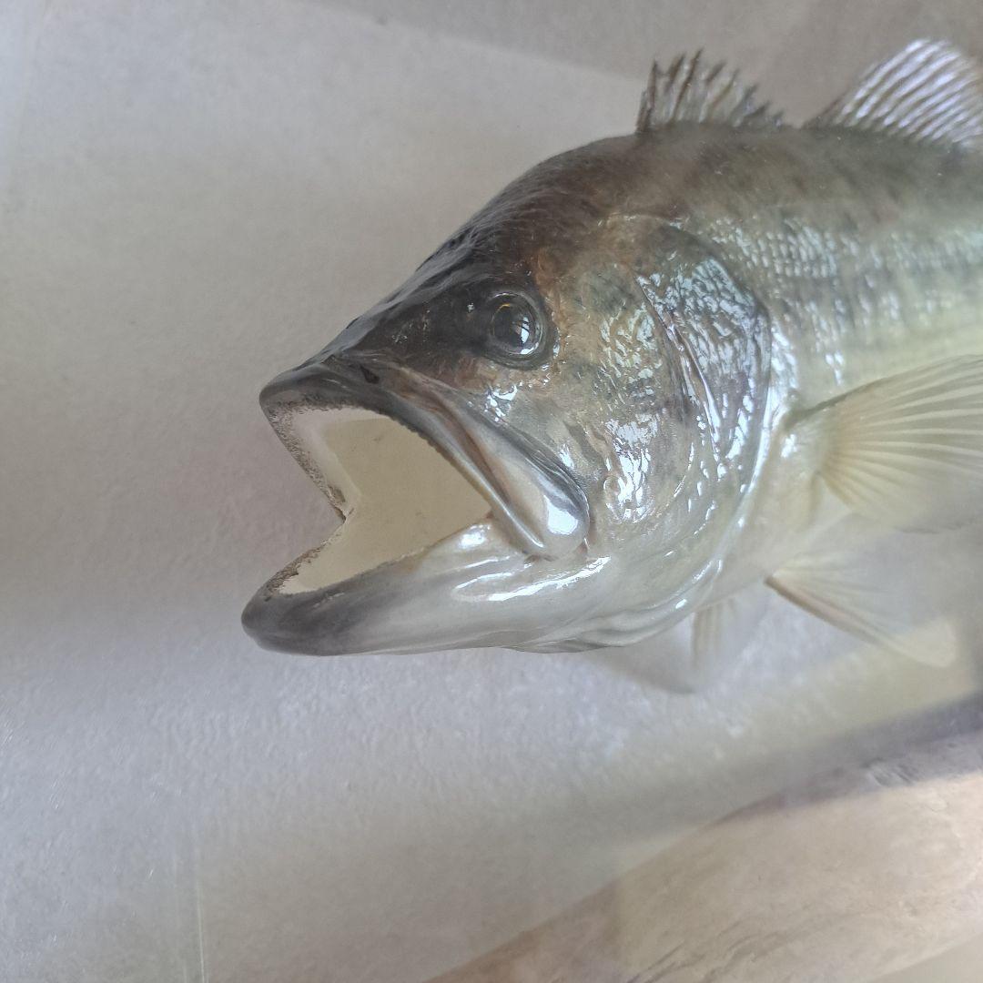 ブラックバス 剥製 標本 フレーム入り