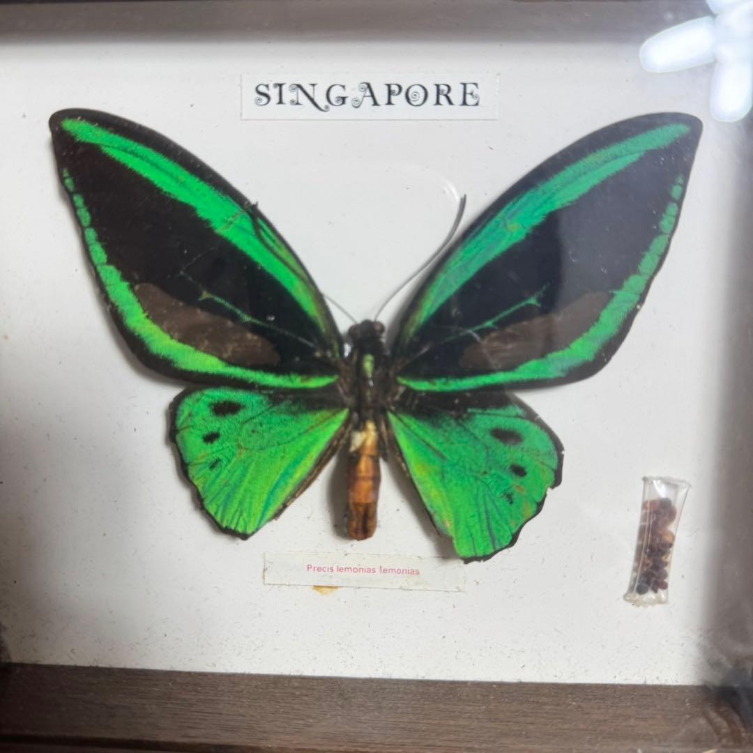 メガネアゲハ 標本 precis lemonias lemonias
