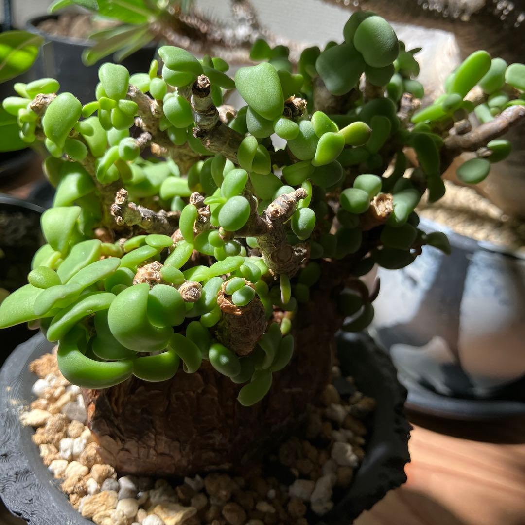 【塊根植物】 ケラリア・ピグマエア 現地株 幹幅 約7cm 3Dプリンタ鉢付き