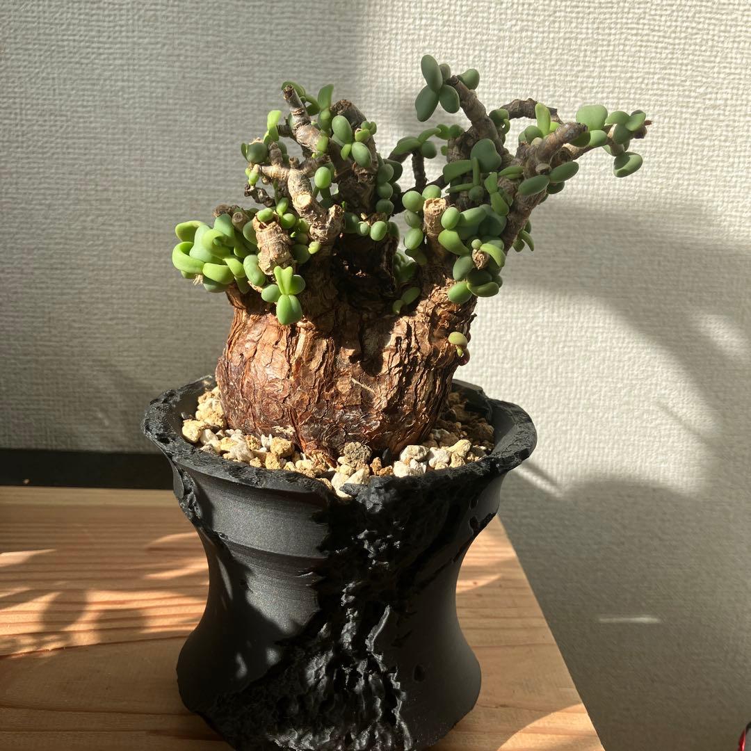 【塊根植物】 ケラリア・ピグマエア 現地株 幹幅 約7cm 3Dプリンタ鉢付き