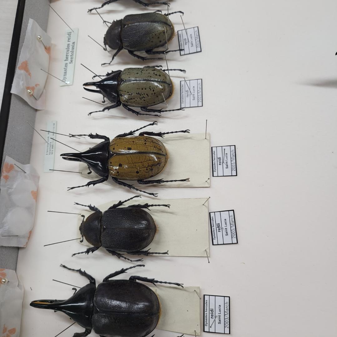 コレクションシリーズセスジタカネミナミカブト-2