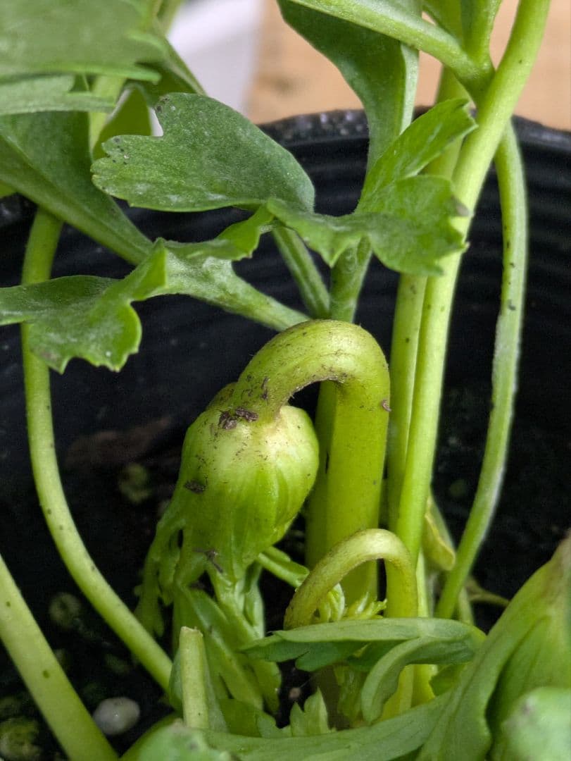 ♡みあり様♡13周年感謝価格✨✨