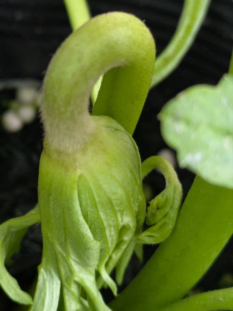 ♡みあり様♡13周年感謝価格✨✨