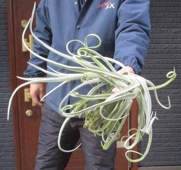 【現品】ティランジア・ドゥラティ（チランジア・ドラティ）４R番