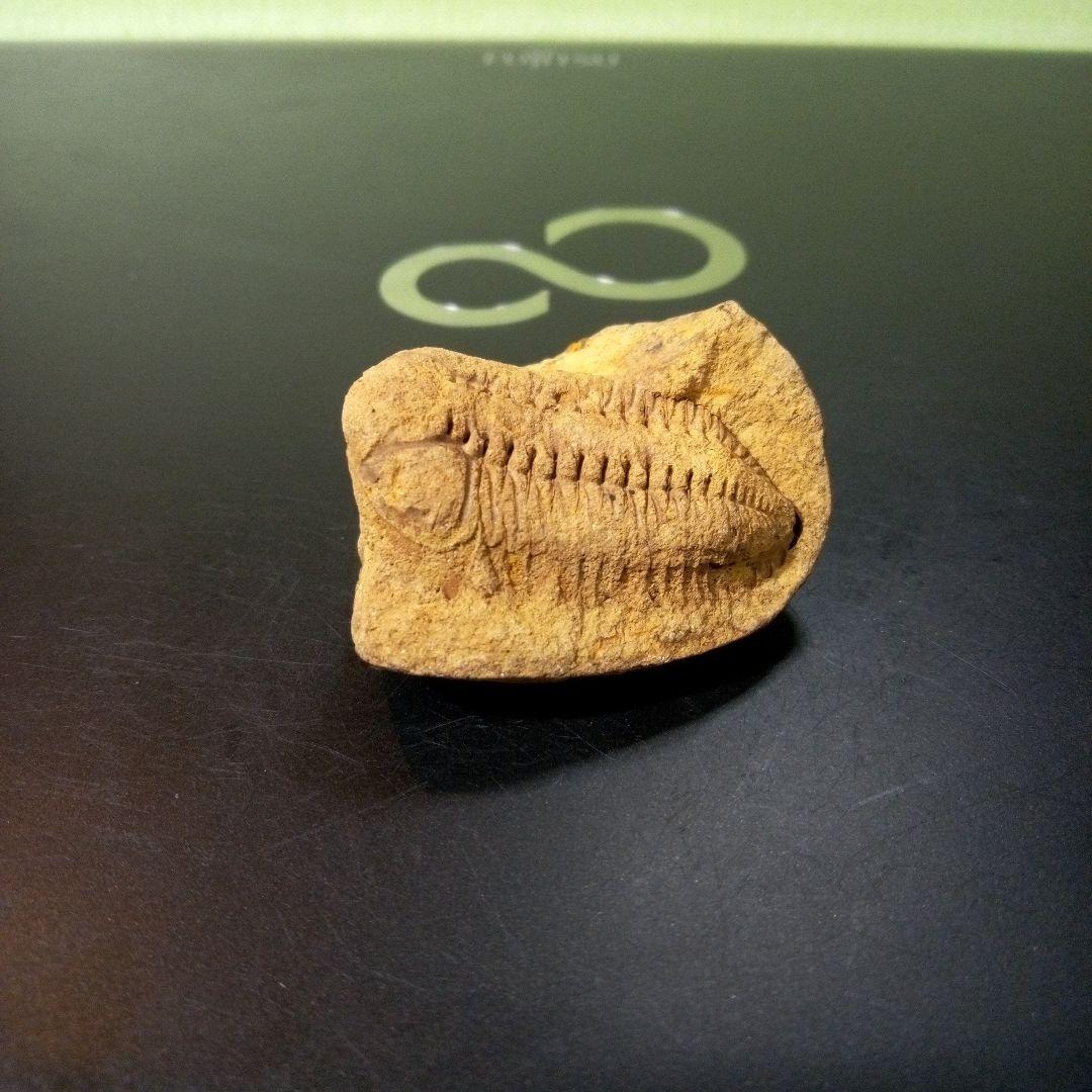 三葉虫　化石　fossil　ボリビア産　レア　Fossil管理⑧