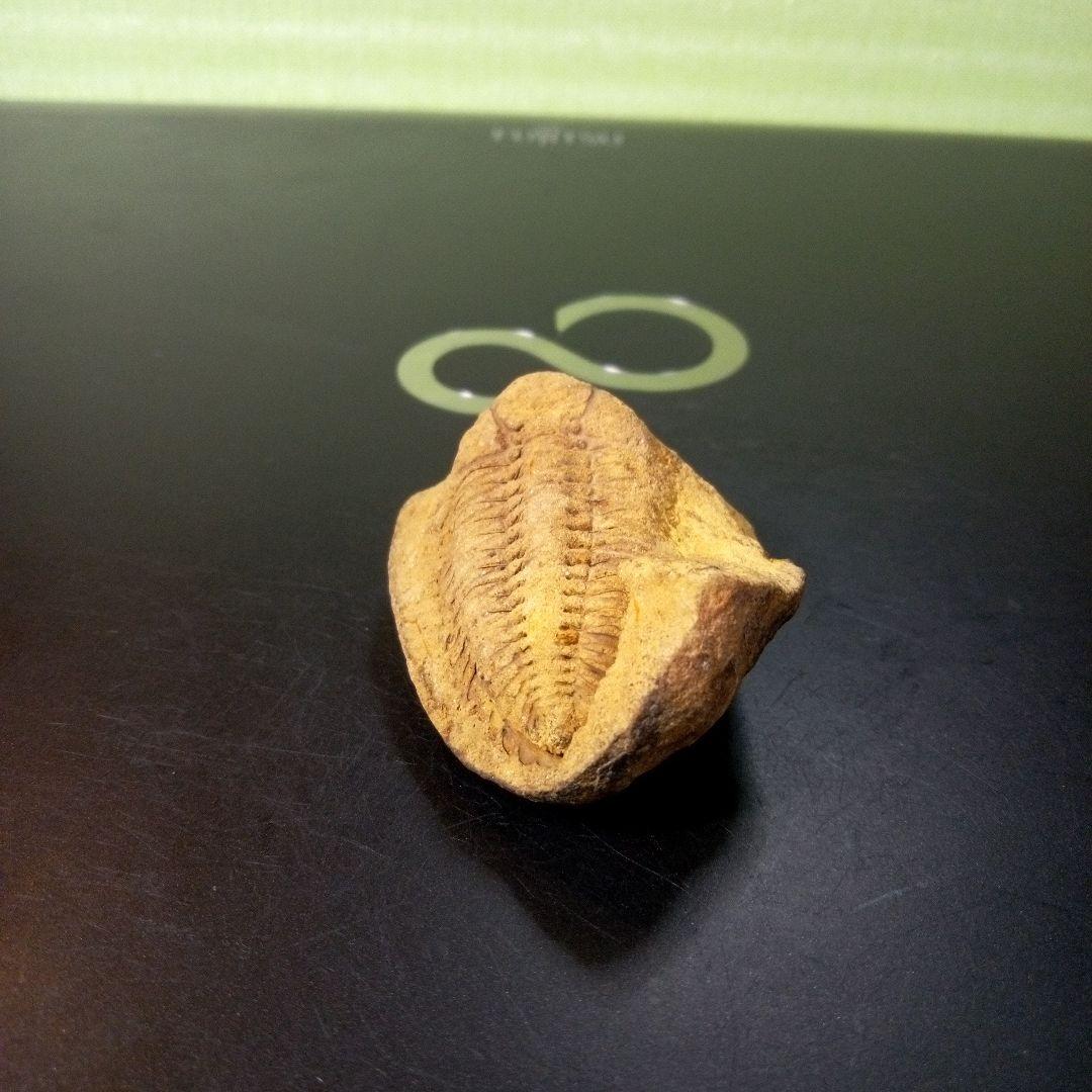 三葉虫　化石　fossil　ボリビア産　レア　Fossil管理⑧