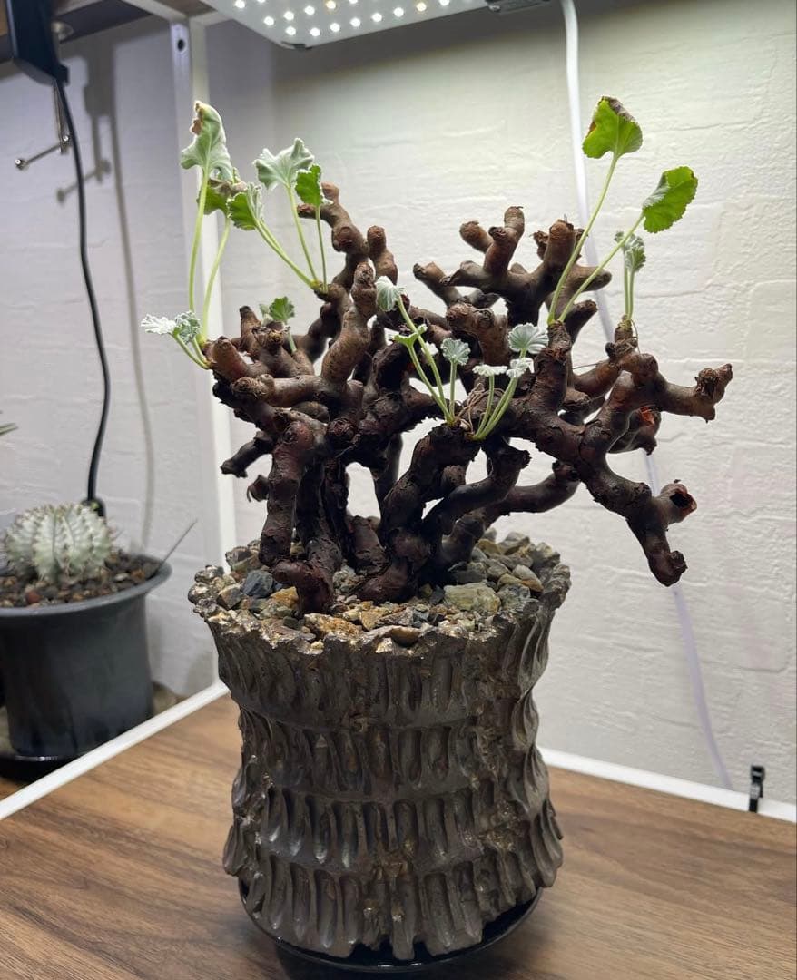 ケラリアピグマエア・ペラルゴニウムミラビレ 冬型塊根