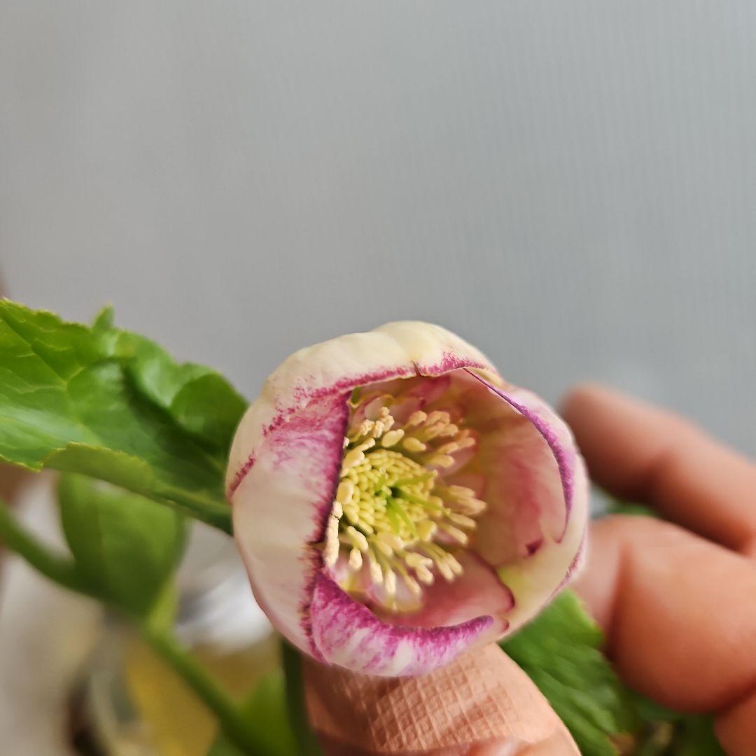 ㉖-498クリスマスローズ