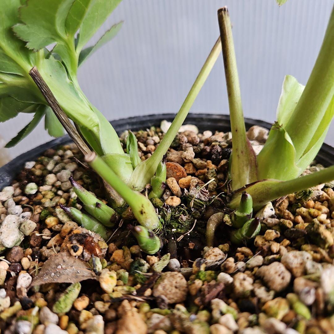 ㉖-498クリスマスローズ