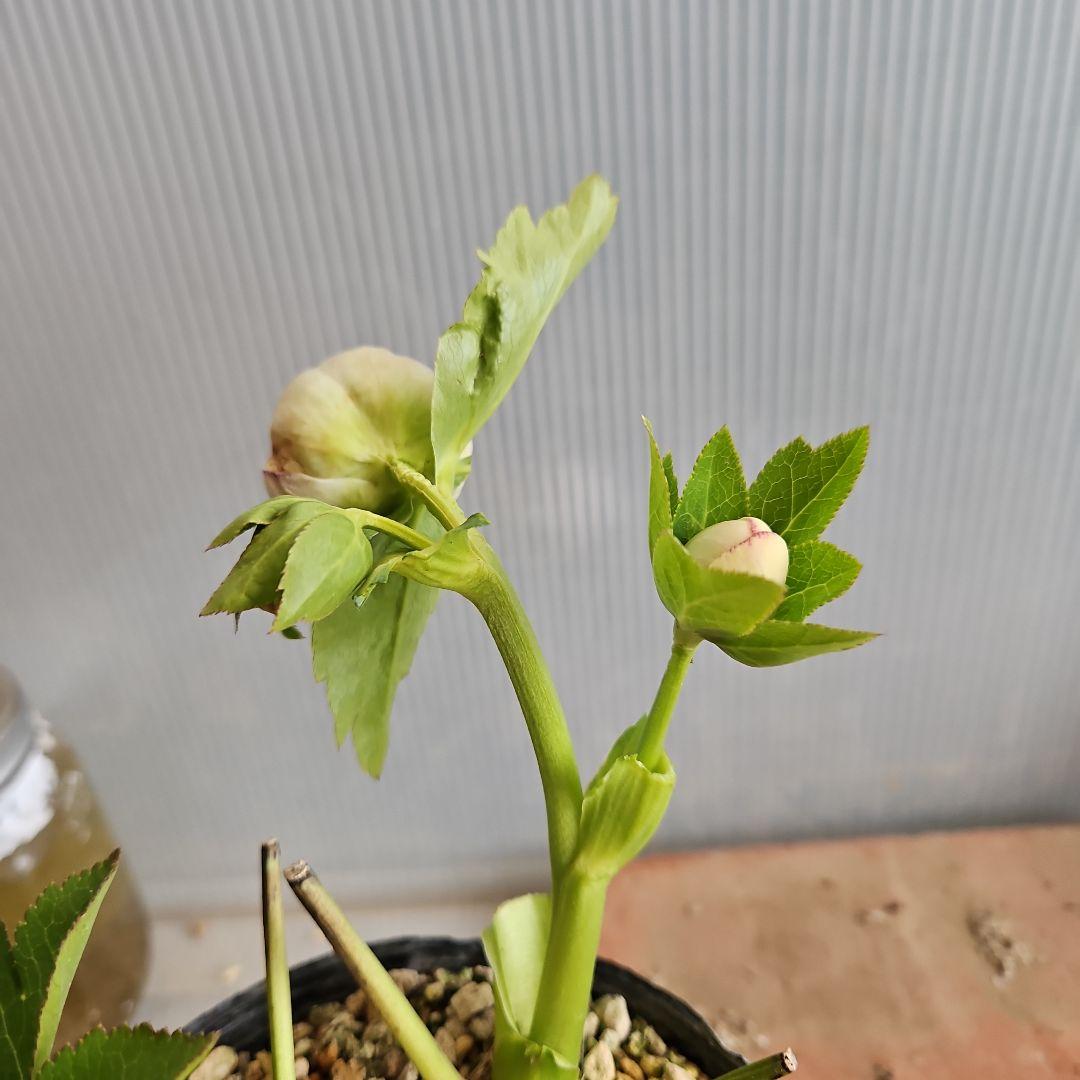 ㉖-498クリスマスローズ