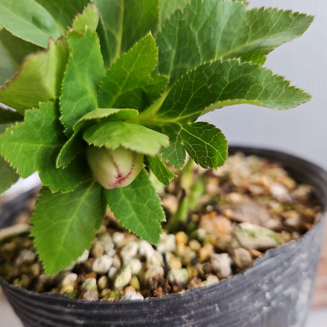 ㉖-498クリスマスローズ