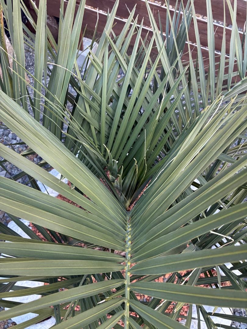 引き取り限定　ココスヤシ　幹極太