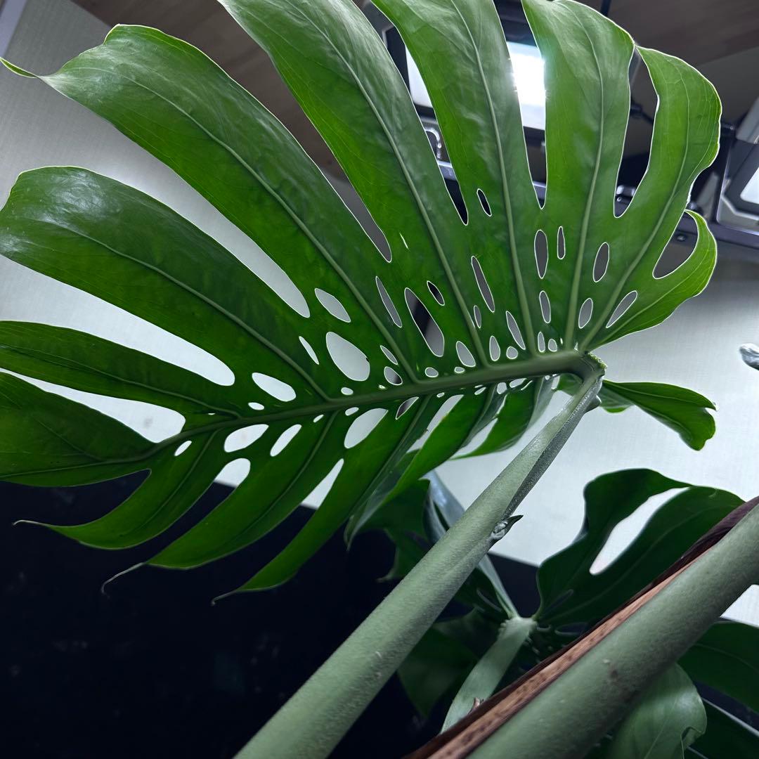 Remnモンステラデリシオーサマクロコズム超希少系統鉢植え102㎝