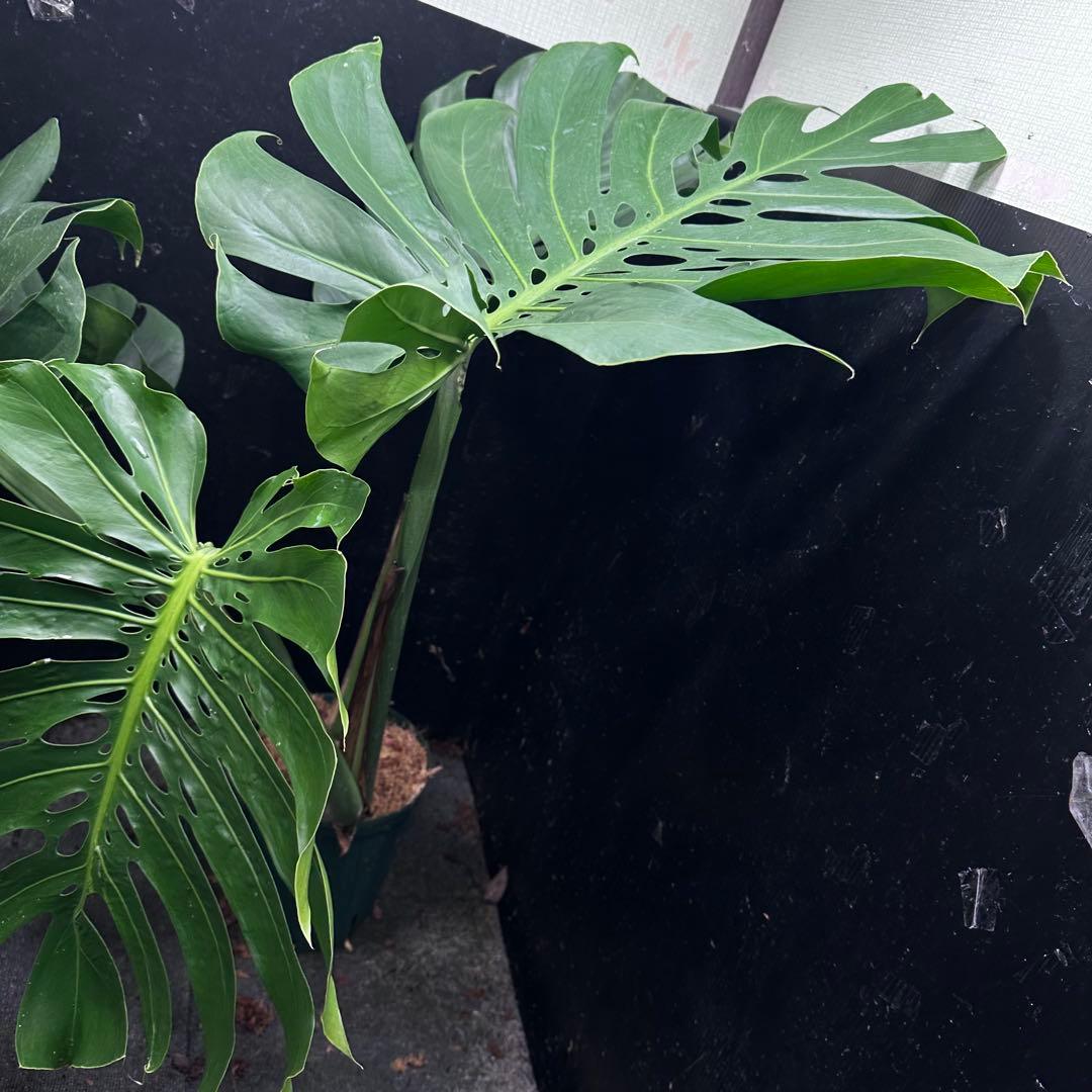 Remnモンステラデリシオーサマクロコズム超希少系統鉢植え102㎝