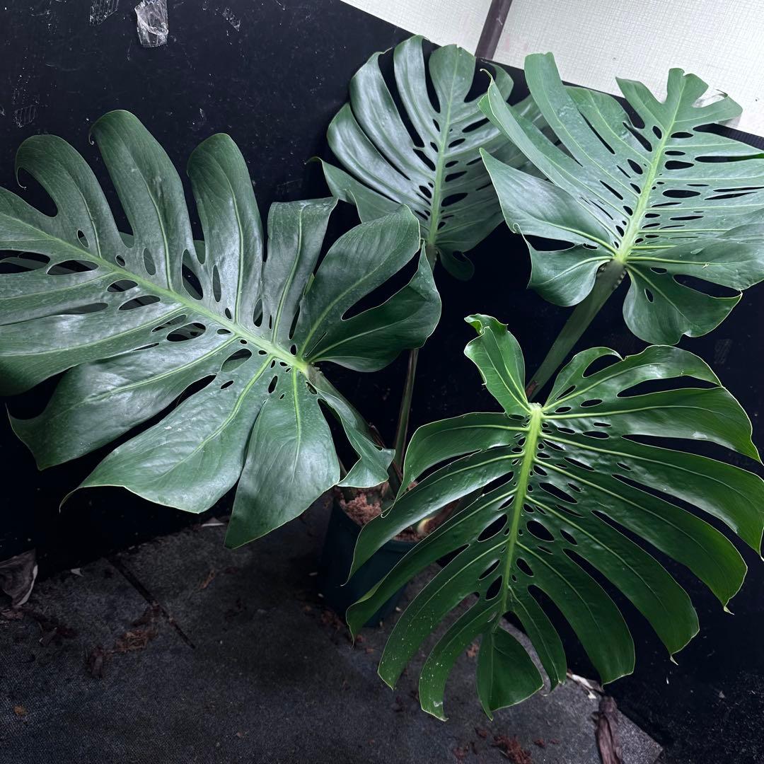 Remnモンステラデリシオーサマクロコズム超希少系統鉢植え102㎝