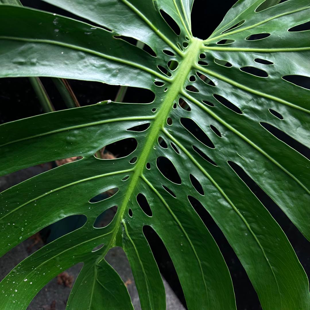 Remnモンステラデリシオーサマクロコズム超希少系統鉢植え102㎝