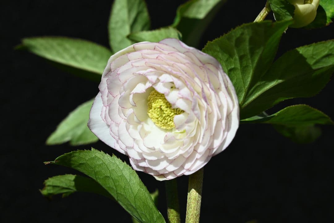 クリスマスローズ　認定ホワイトアフロディーテ　加藤農園