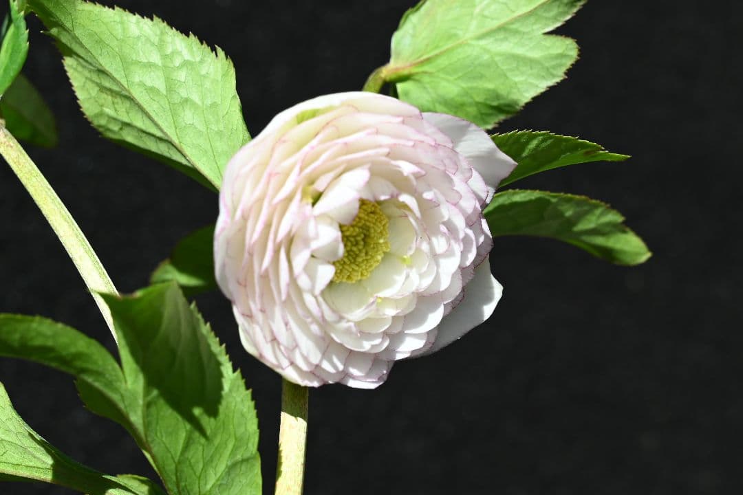 クリスマスローズ　認定ホワイトアフロディーテ　加藤農園