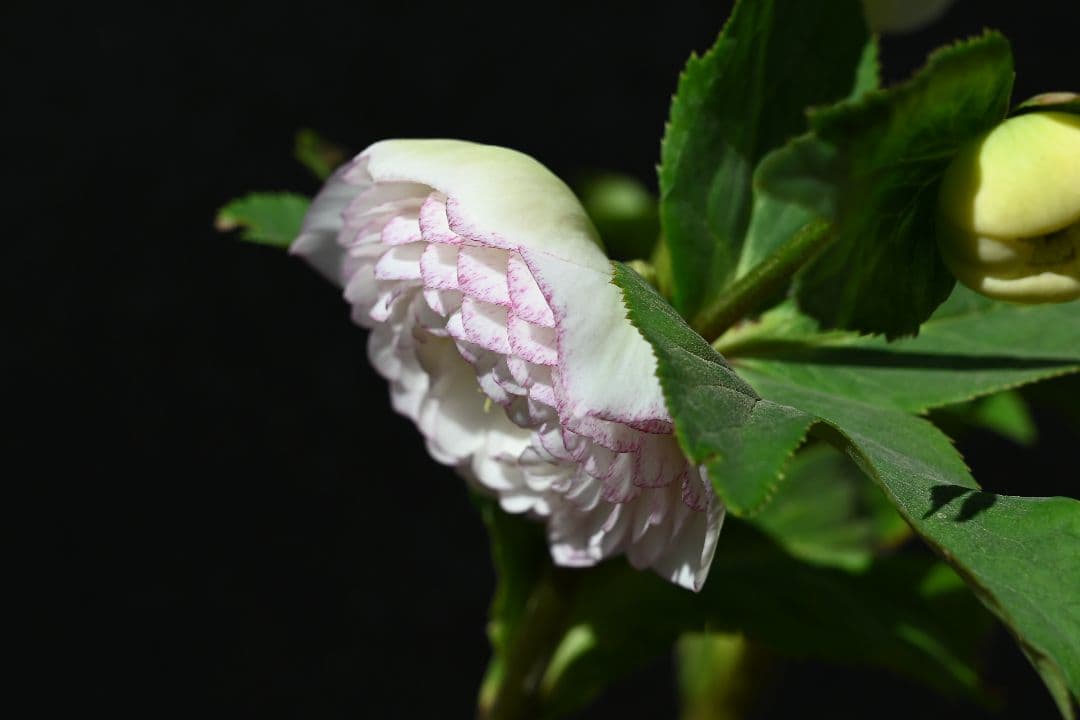 クリスマスローズ　認定ホワイトアフロディーテ　加藤農園