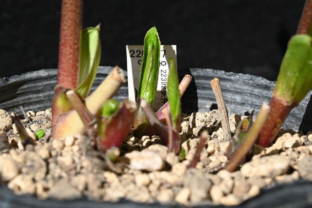 クリスマスローズ　認定ホワイトアフロディーテ　加藤農園