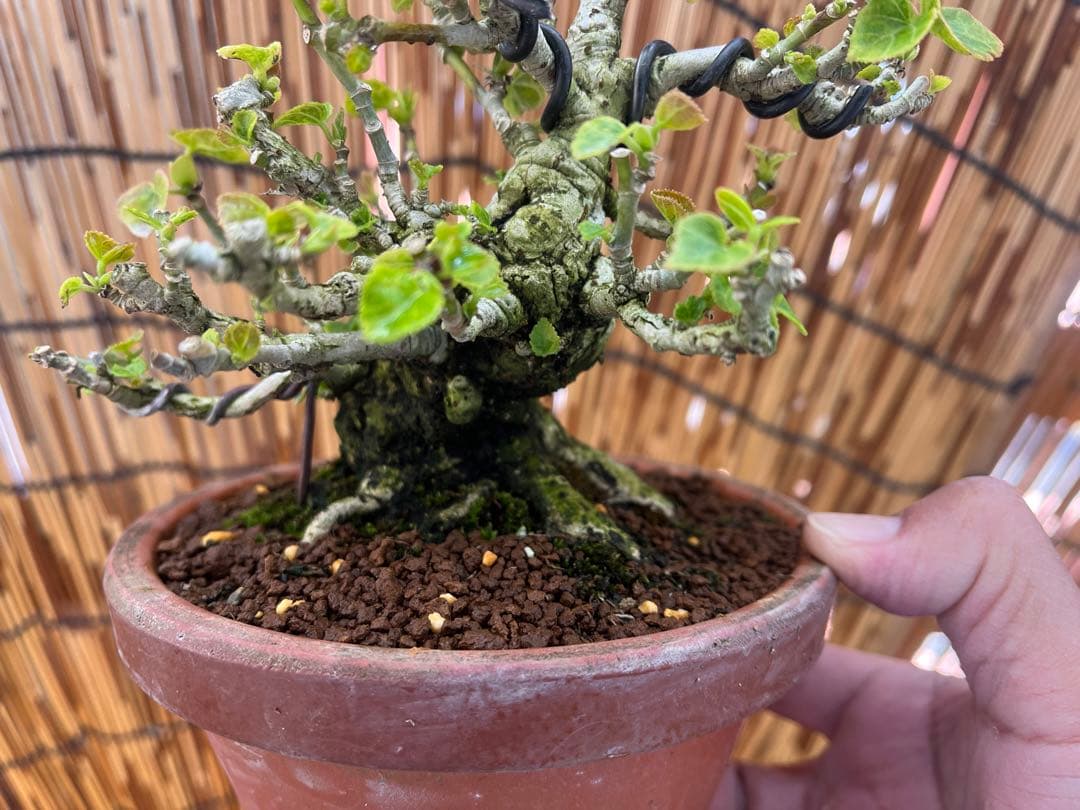 ✨✨✨オキナワオオハマボウ【◎良品素材】検/ユウナハート葉♪happyセール♪