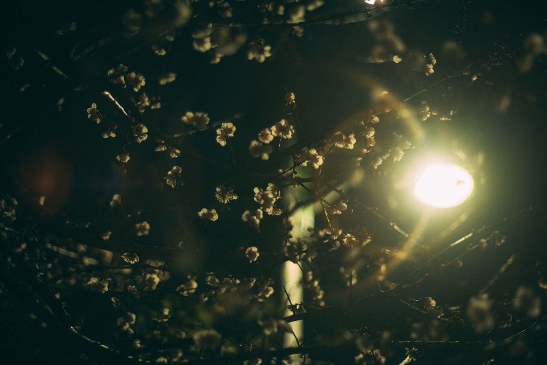 【美フレア】Super Takumar 55mm f1.8