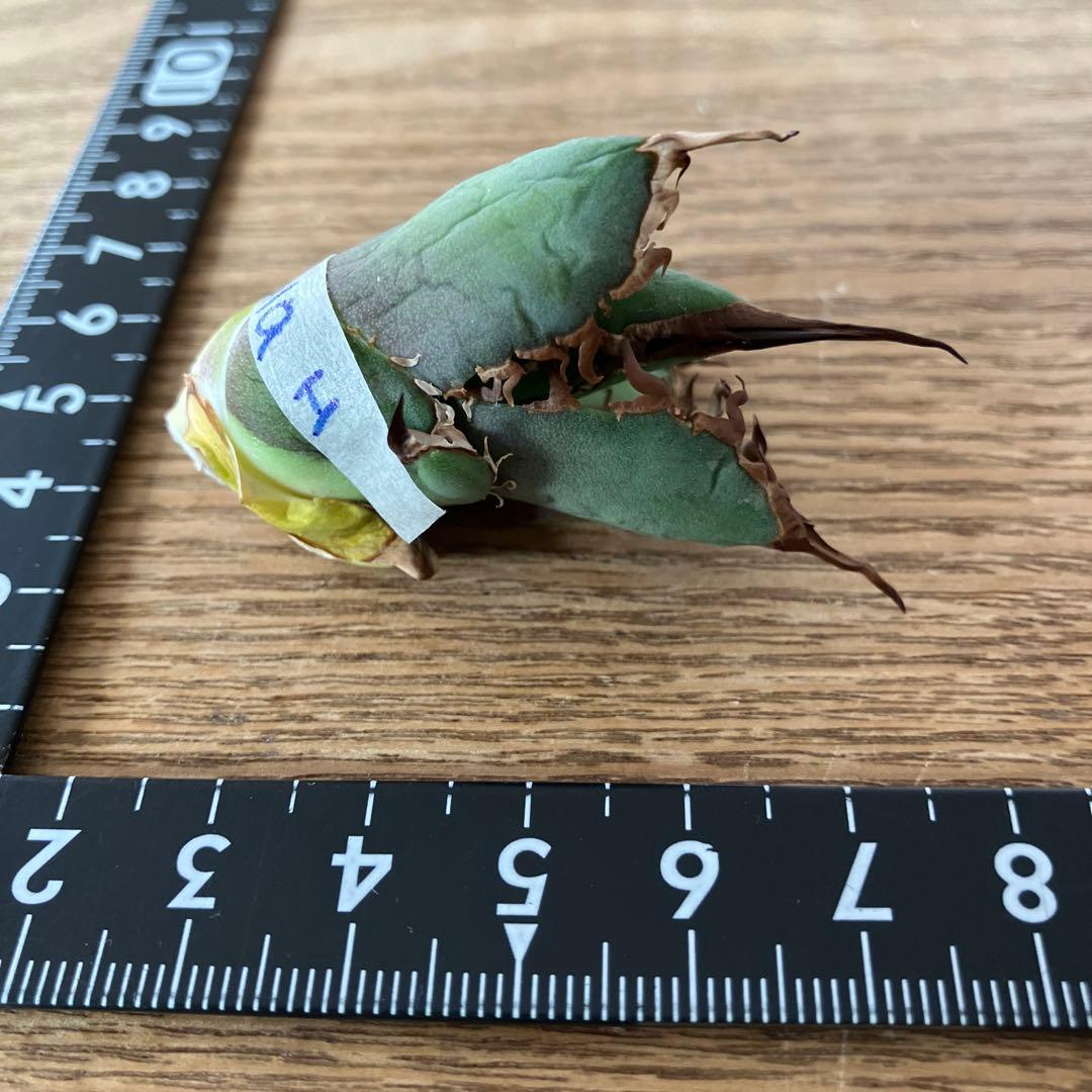 匿名配送【初売り】⑤REZA産　イラン　アガベ　Tarantula タランチュラ