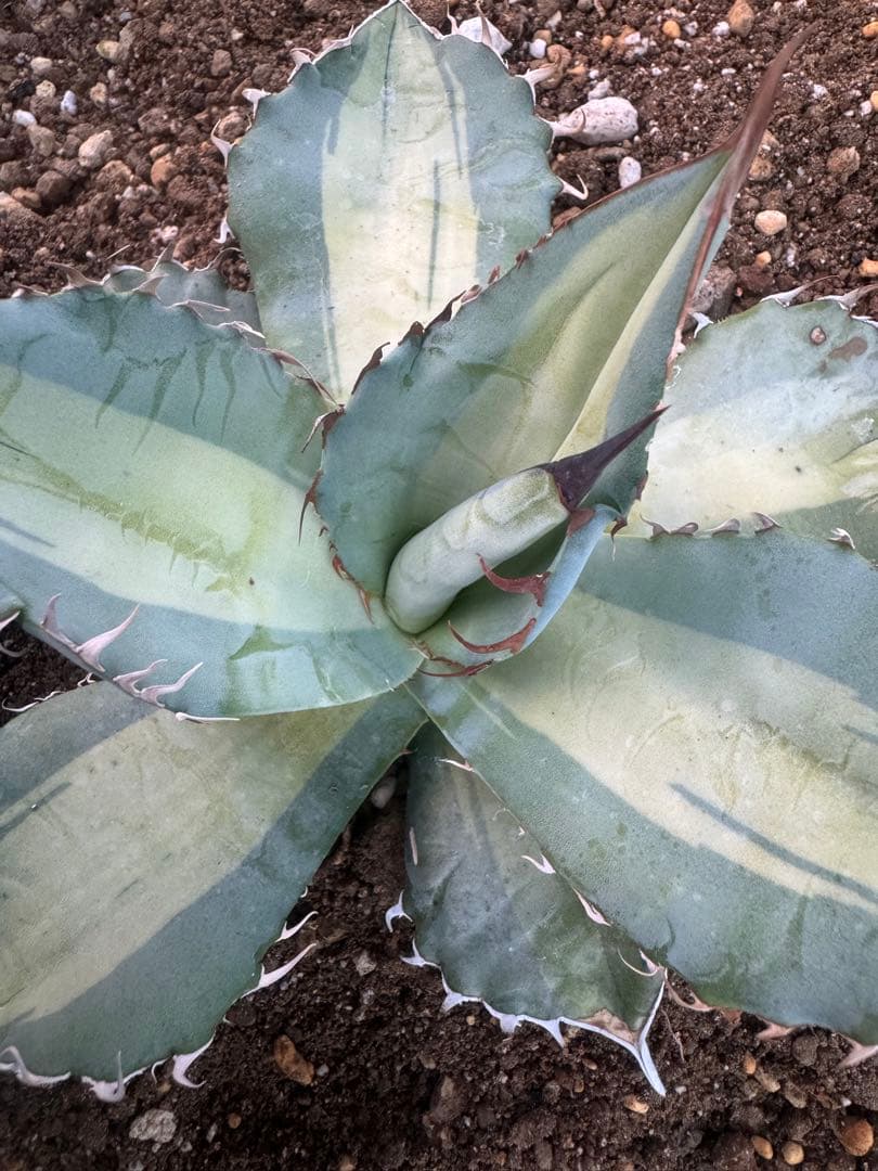アガベ Agave titanota 'Dusty Roads' 195