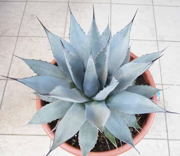 【現品】アガベ・アプラナータ　和名：孫悟空：メリコ　14号　３G番