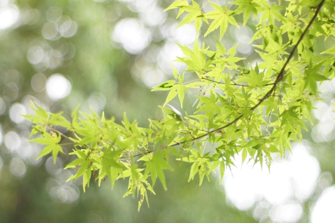 【極上美品・完動品】PENTAX SMC TAKUMAR 50mm F1.4