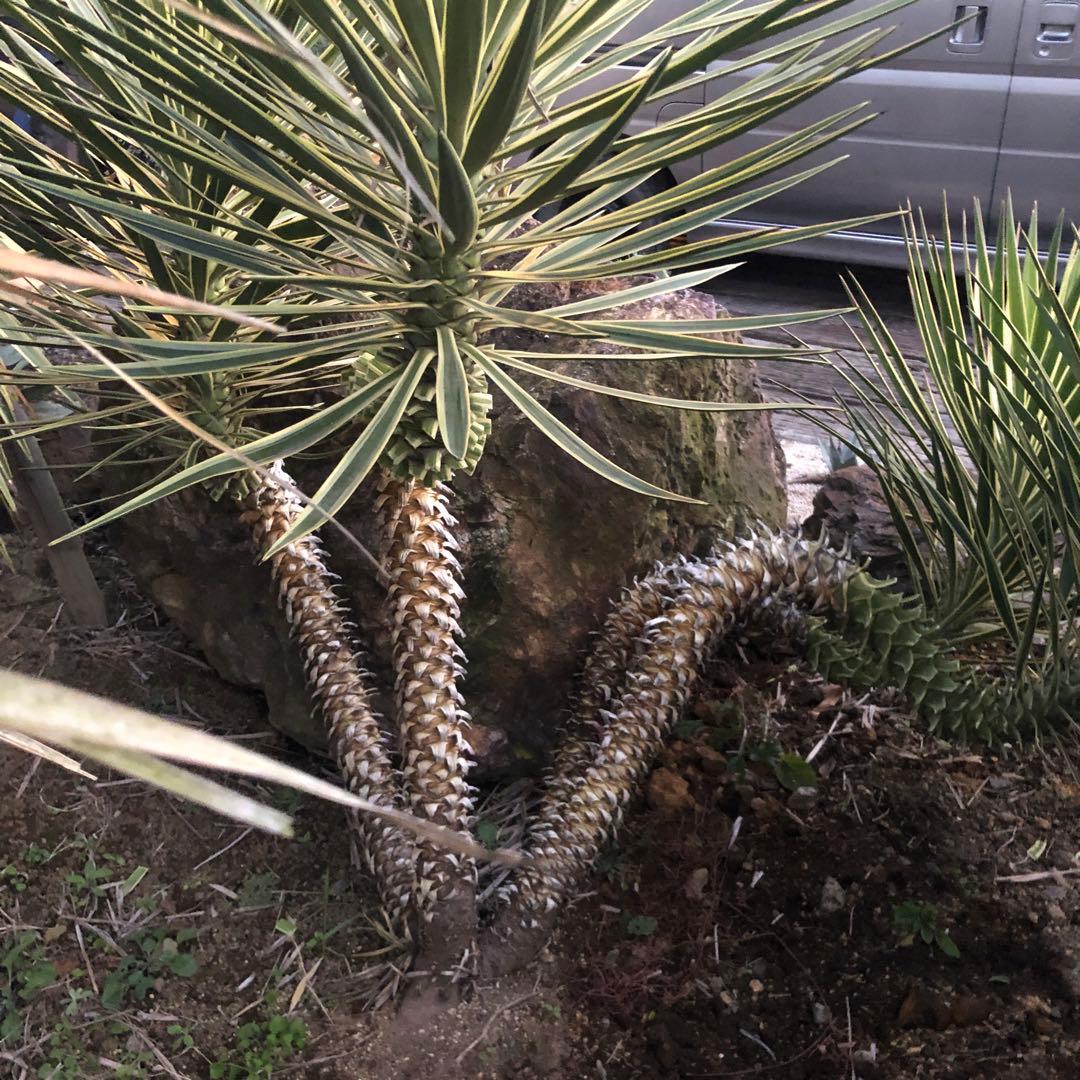 ユッカ アロイフォリア　バリエガータ 4ヘッド