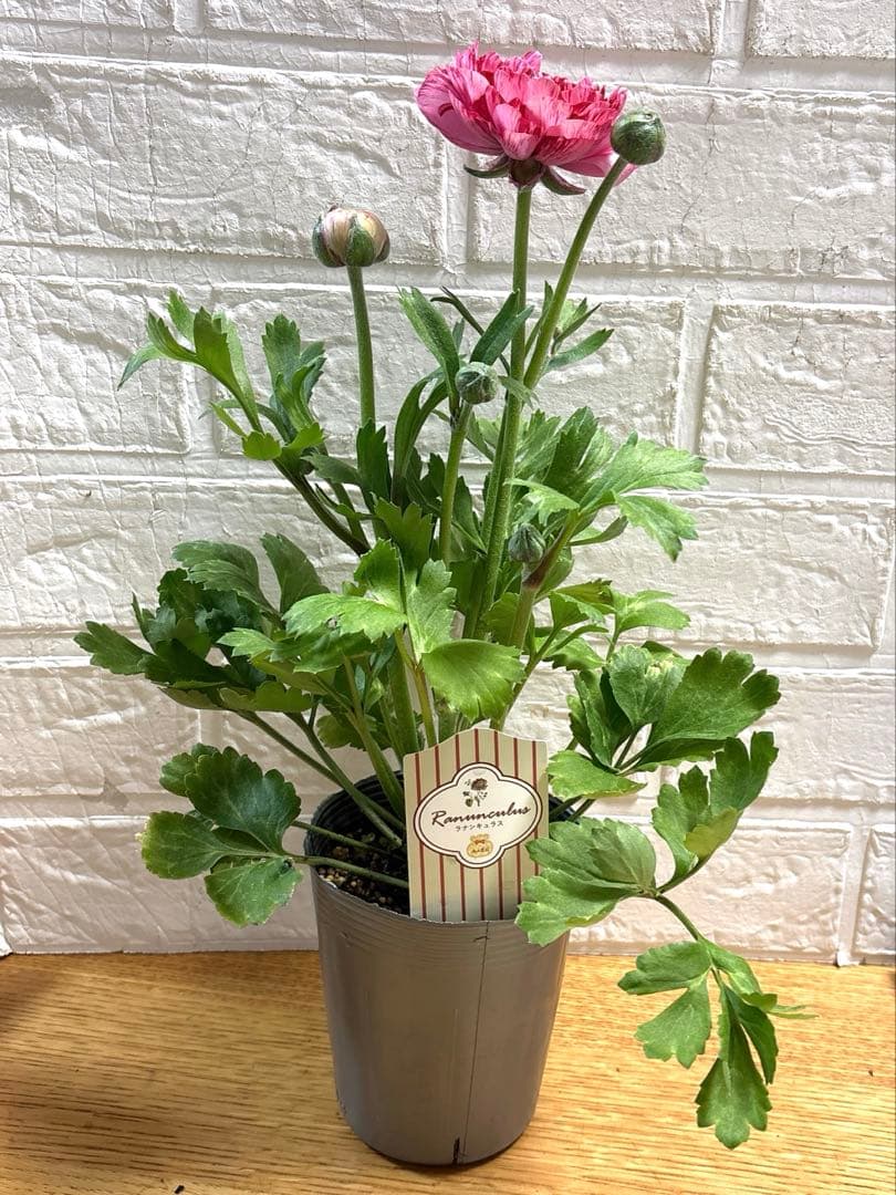 ジャイラナンキュラスラックス♡イカロス♡3.5号ロング3点♡メルカリ便