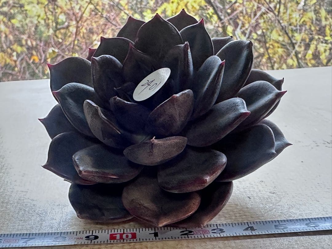 や*る様 2401 新入荷　ブラックチョコレート　エケベリア　多肉　撮影12月2