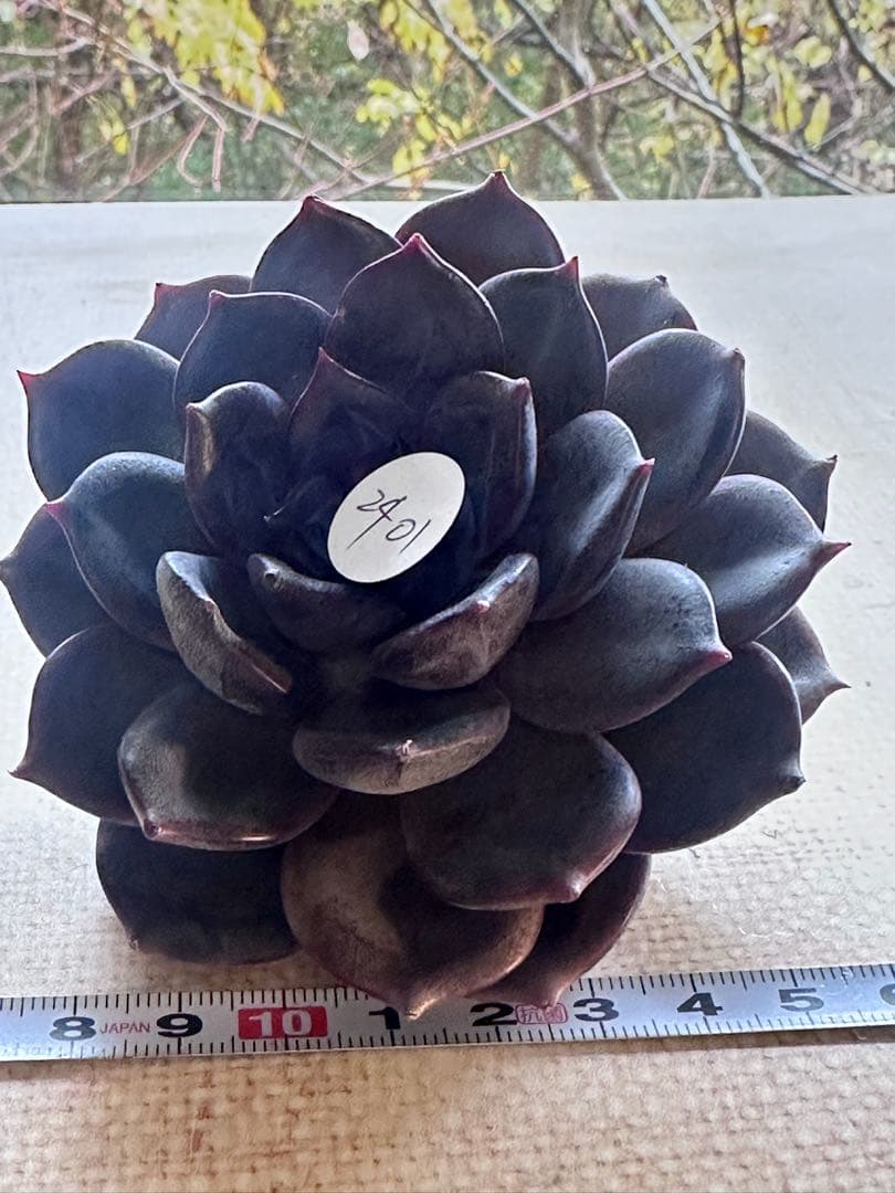 や*る様 2401 新入荷　ブラックチョコレート　エケベリア　多肉　撮影12月2