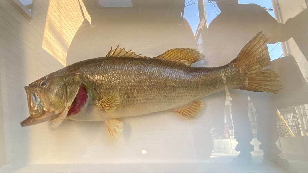 ブラックバス　剥製　剥製工房フィッシュワールド