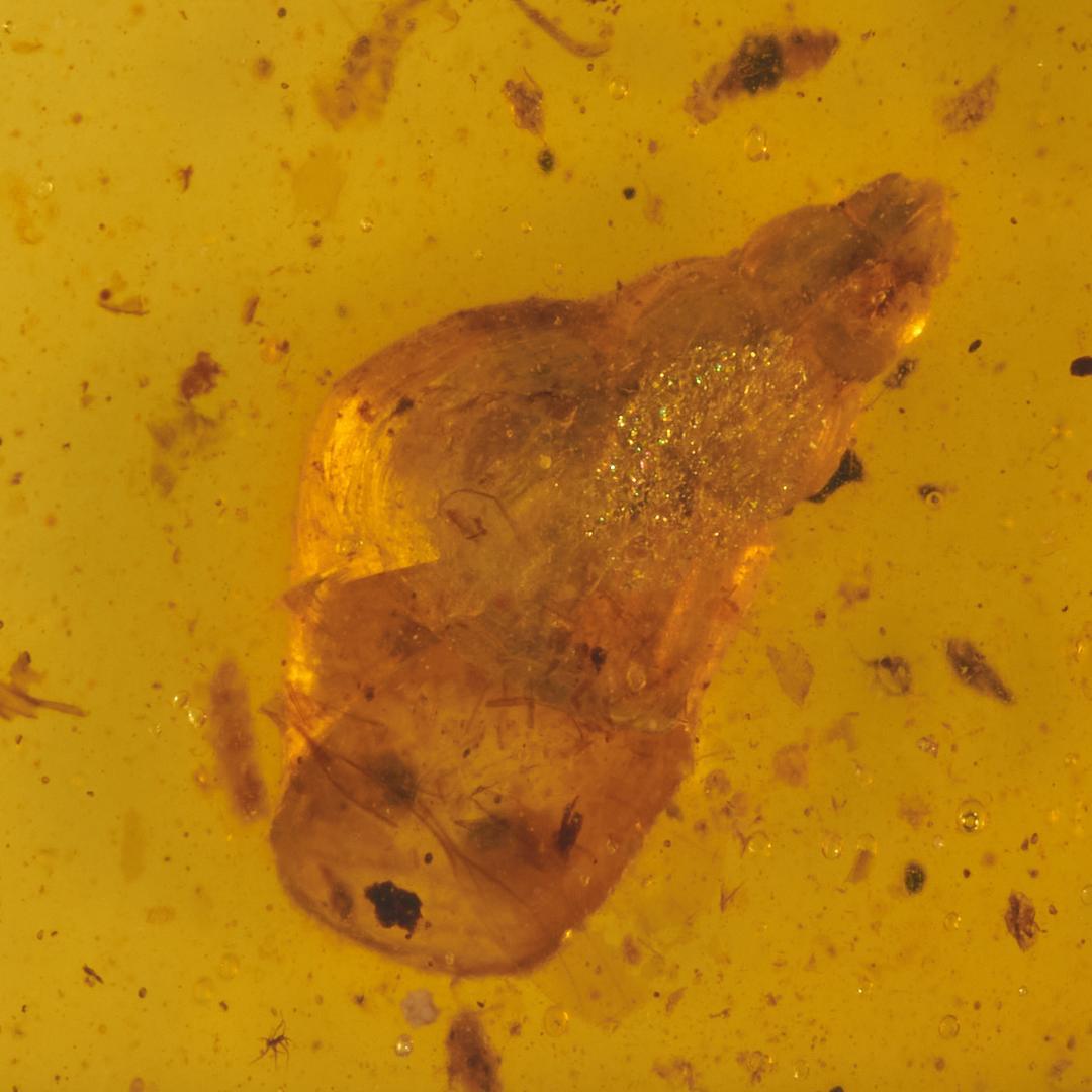 レア極上品 PA0040虫入り琥珀化石　ミャンマーカムティかタナイ9900万年前