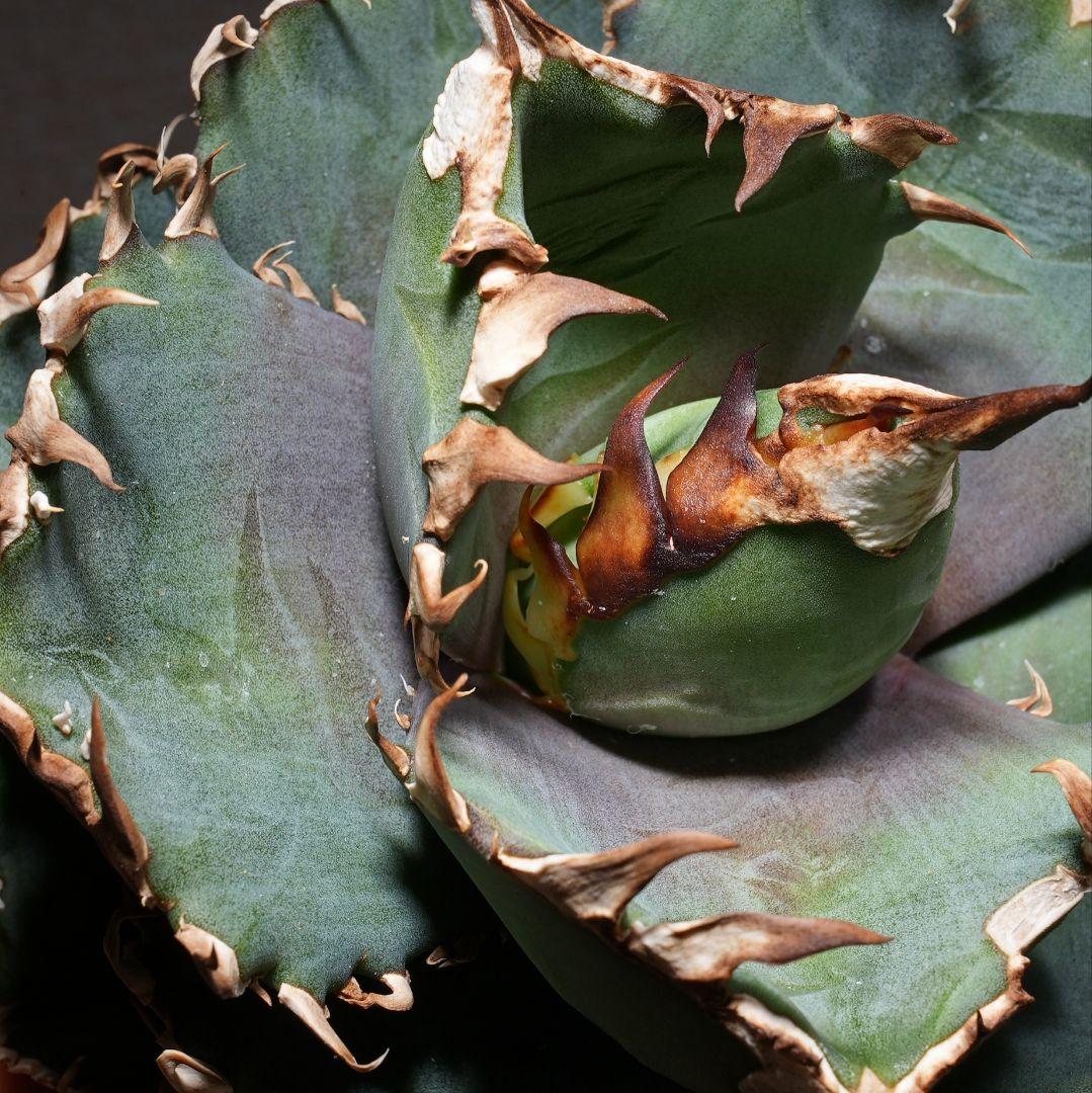 【親株】アガベ 金剛