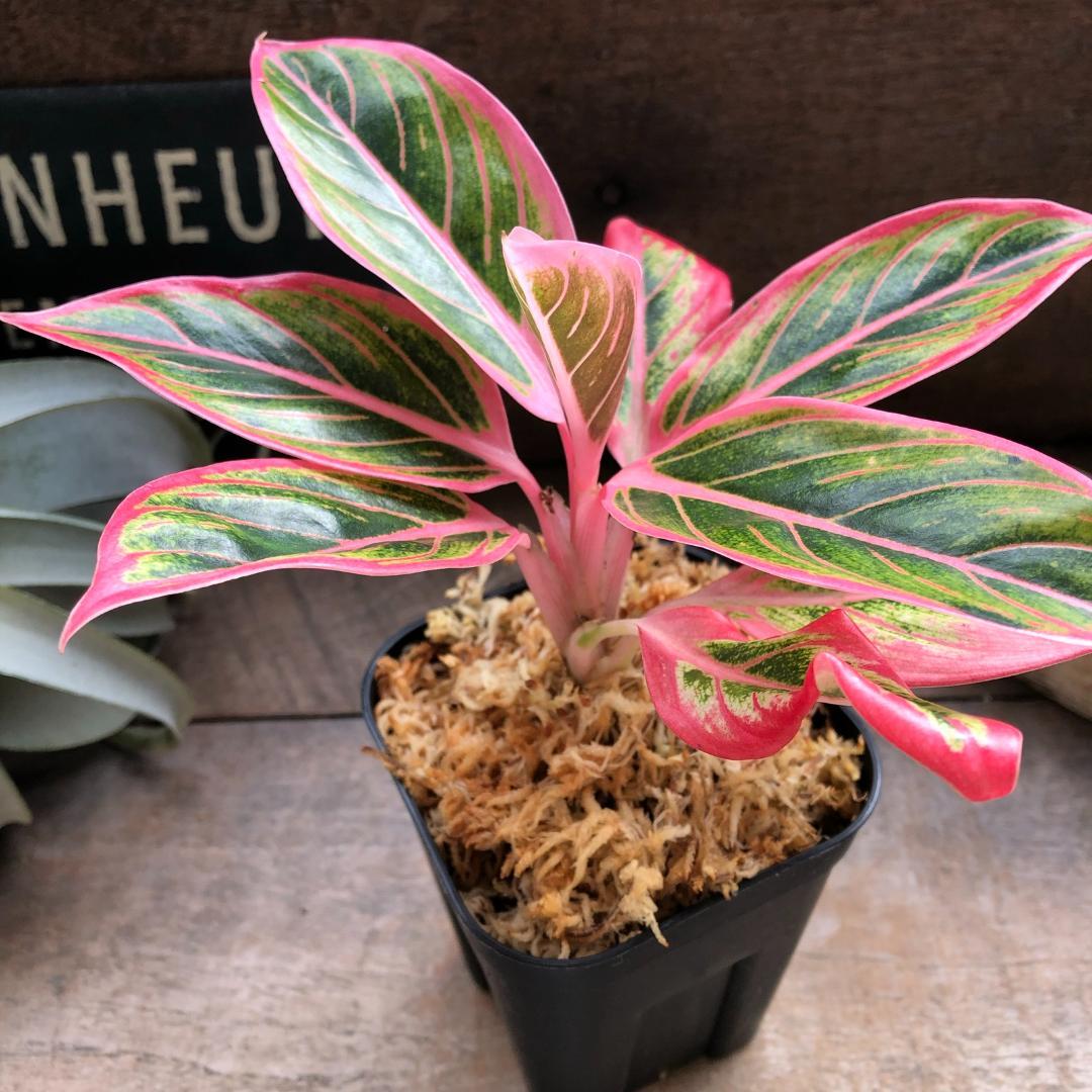 ★ポットごと♡ロータス デライト♡アグラオネマ♡希少♡観葉植物