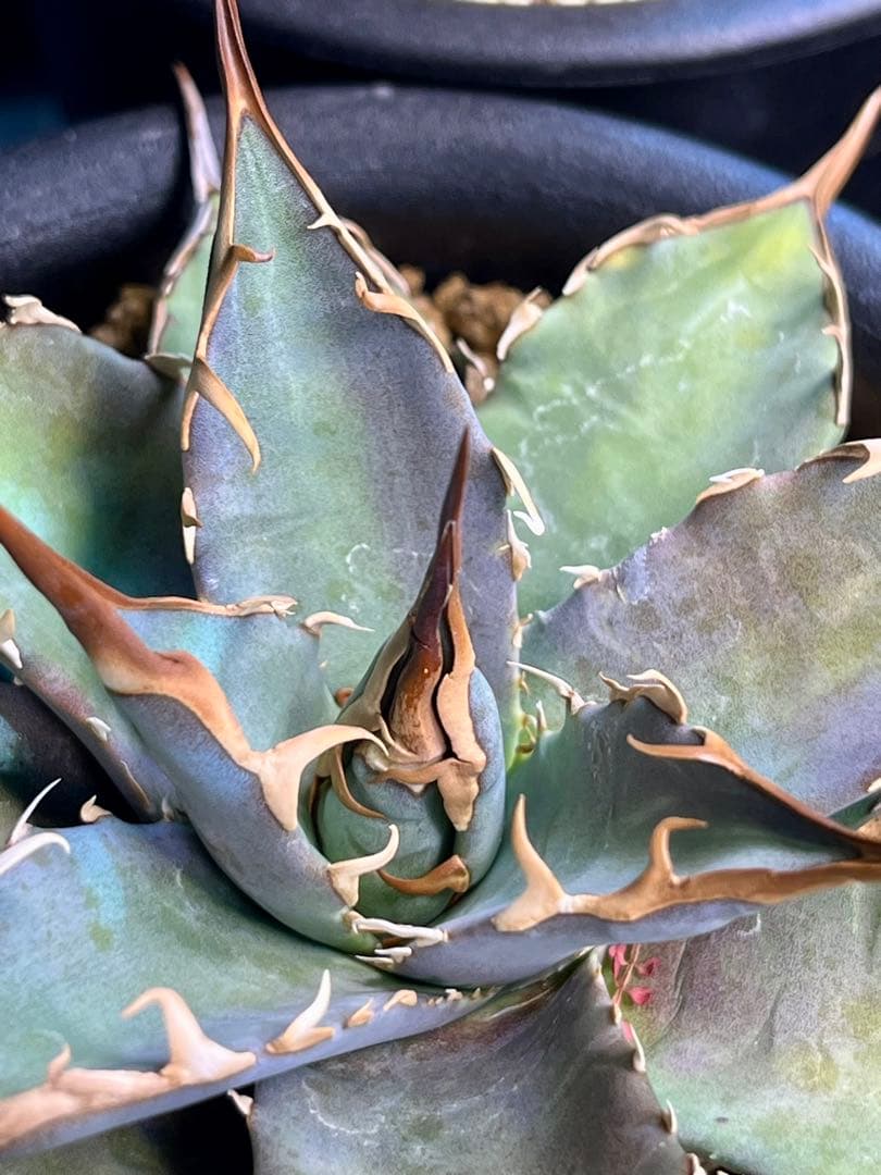 やーまん太郎 アガべ ハイブリッド エボリスピナ×美系厳龍 福園藝産