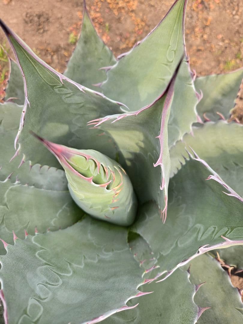 アガベ　パラサナ×マルガリータ　ハイブリッド　親株